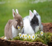 К чему снятся кролики: толкование снов про кроликов